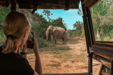 Wall Mural - Wildlife safari.Eco travel in the jungle with wild animals elephants.Tropical tourism in the wild life of elephants.Road trip jungle,eco safari.Elephant wild life