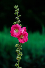 Wall Mural - pink hollyhocks or alcea rosea old-fashioned flower closeup.