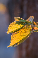 Wall Mural - fresh leaves on a branch in spring with sun behind, close-up.
