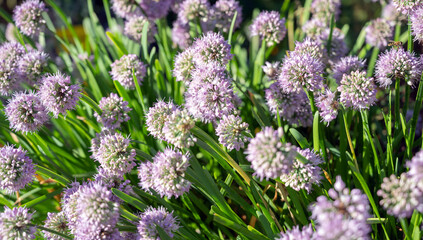 Wall Mural - Blooming flowers of onion. Shallow depth of field.