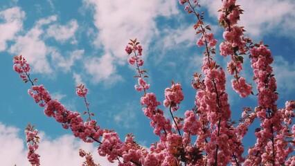 Pink flowers of a cherry blossom on a cherry tree with blue sky and clouds.  Sakura branches in the wind. Spring sunny garden. Light mood.