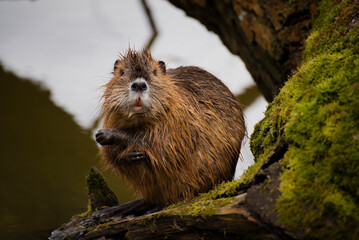 Wall Mural - The river nutria is a larger rodent from the nutria family. River nutria sitting shyly by the river.