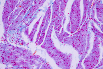 Wall Mural - Histological Smooth muscle human under the microscope for education.