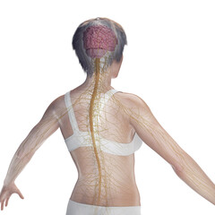 Wall Mural - 3D Rendered Medical Illustration of Female Anatomy - Nervous System.