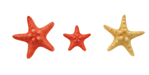 Wall Mural - three starfish in red and white small and large isolated on transparency png file