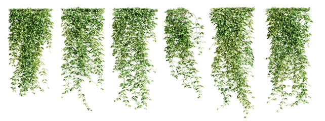 Fototapete - Set of Mucuna Pruriens creeper plant, vol 2. Isolated on transparent background. 3D render.