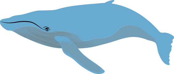 humpback whale vector sea animal element 