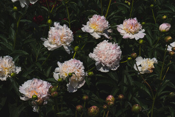 Beautiful fresh delicate pastel pink and white peony flowers in full bloom in the garden, dark green leaves, close up. Summer natural flowery background.