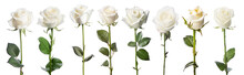 Set Of Isolated White Rose Flowers. Created With Generative AI