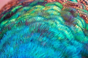  Close up Indian Pheasant, an abstract combination of the color , pattern and From of Male Peacock's feather