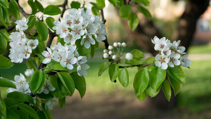 White flowers on an apple tree - lush hats of flowers and buds on tree branches in early spring. Sunny spring landscape - flowering apple orchard.