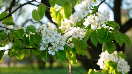 White flowers on an apple tree - lush hats of flowers and buds on tree branches in early spring. Sunny spring landscape - flowering apple orchard.