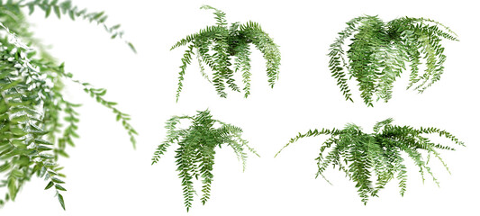 Poster - Set of Pellaea Falcata plants, isolated on transparent background. 3D render.
