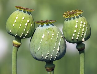 Wall Mural - opium poppy heads papaver somniferum with opium drops