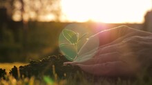 Close Up Woman Hands Planting Green Tree Sprout In Ground. Seedling Put Down By Its Roots Into Fertile Soil And Corrected By Pressing Soil With Hands. Warm Shine Of Sun At Sunset. Care Of Nature