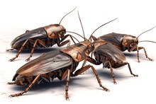 Cockroaches Isolated On White Background. Generated By AI