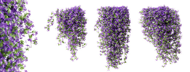 Fototapete - Set of Phlox Paniculata creeper plant, isolated on transparent background. 3D render.