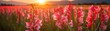 Gladioli Field Blurred Sunrise Banner Background. Generative AI