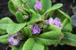 pierwiosnek Prymula Balerina Primula Balerina Livery Lilac