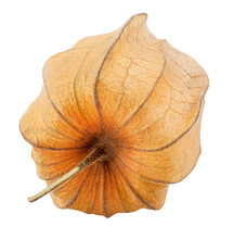 Cape Gooseberry, Physalis Isolated On White Background, Full Depth Of Field