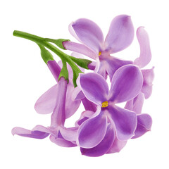 Wall Mural - lilac flower isolated on white background, full depth of field