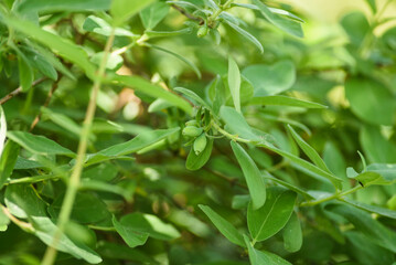 Kamchatka berry growing in the garden in spring with green berries.