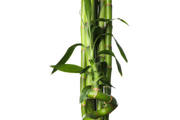  PNG, Concept of plant - bamboo, isolated on white background