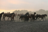 Fototapeta Konie - A herd of horses in a field in the dust at sunset