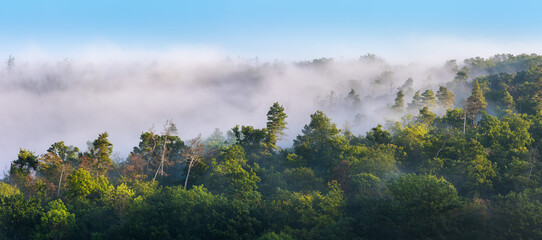 Wall Mural - Panorama of Natural Forest covered by morning fog under blue sky