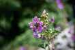 abeja libando en una flor de malva