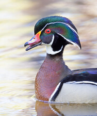 Wall Mural - A wood duck male swimming in a local pond in spring