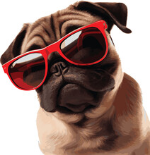 Realistic Vector Illustration Of A Cute Pug With Red Glasses For Decorating Projects