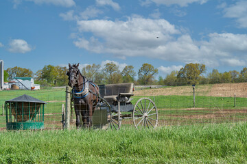 Sticker - Amish horse and carriage tied to fence in late Spring.