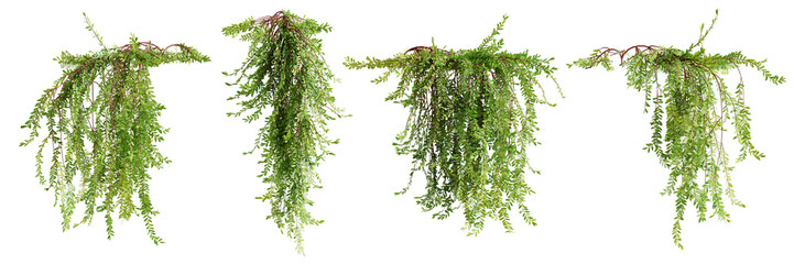 Fototapete - Set of Phyllanthus Myrtifoliu creeper plant, vol 2, isolated on white background. 3D render.