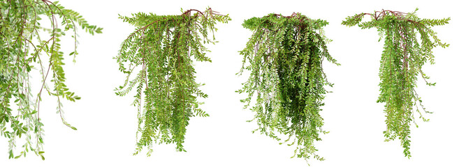 Fototapete - Set of Phyllanthus Myrtifoliu creeper plant, vol 1, isolated on white background. 3D render.