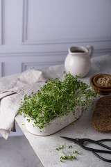 Wall Mural - Microgreen in growing container, healthy trendy food