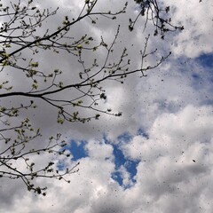 swarm in flight