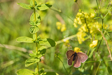 Poster - Ringlet butterfly on a flower in a sunny meadow