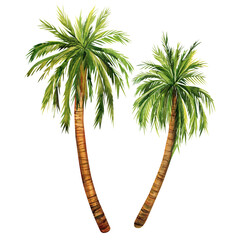 Watercolor two palm trees isolated on white background. hand painted palm tree
