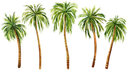 Watercolor Palm trees set isolated on white background. hand painted palm. Summer tree. Jungle design