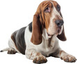 Close up of a sitting basset hound dog isolated on a white background as transparent PNG, generative AI animal