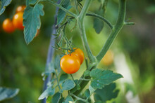 Tomatoes Hanging On Plant In Backyard