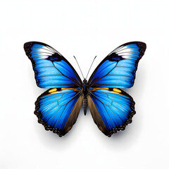 Wall Mural - Butterflies isolated white background