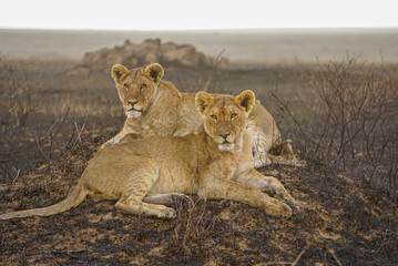 lionesses in the serengeti