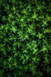 © fahrwasser - Fresh green thyme leaves filling the entire frame, fresh herbs, generative AI