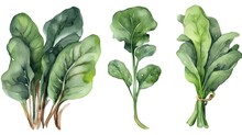 186. Set Of Watercolor Spinach Vegetables On White Background. Generative AI