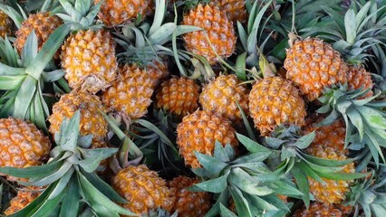 Wall Mural - The pile of harvested ripe pineapples. Large harvest of fresh pineapples stacked closeup video. 