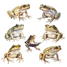Set Of Cartoon Frogs, 3D Illustration Digital Art Design, Generative AI