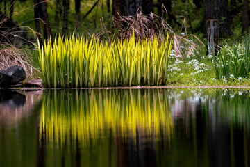Wall Mural - Spring has sprung at our friend's pond in Upstate NY.  This is a very calm and tranquil spot to enjoy Nature and the flowers growing tall.  