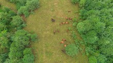 Aerial View Horses Grazing Resting On Meadow In Mountain Forest. Wide Shot Top View Herd In Carpathian Mountains In Ukraine